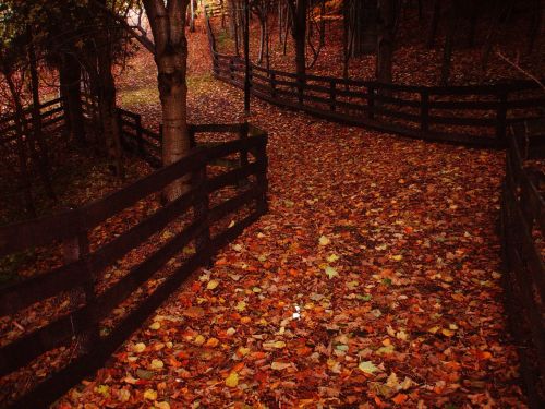 leaves pathway autumn