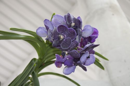 leaves flower orchids