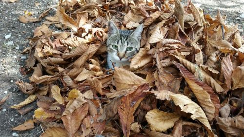 cat leaves dry leaves