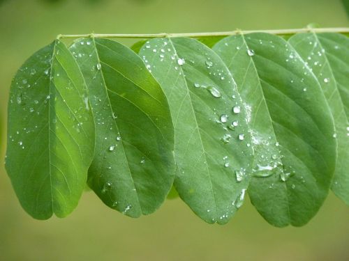 leaves green rain