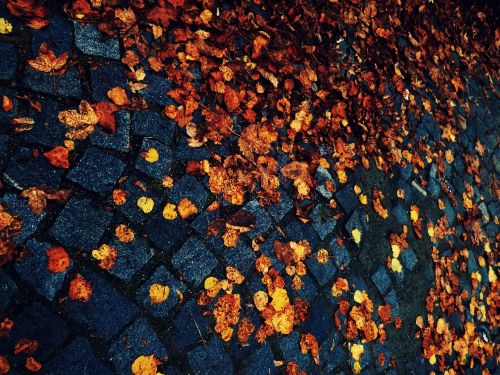 leaves autumn cobbles