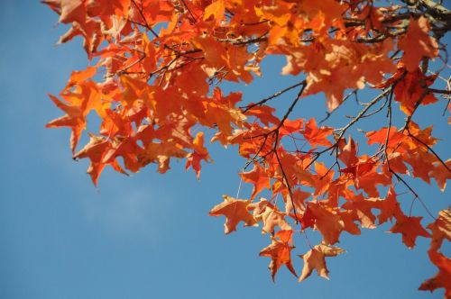 leaves autumn tree