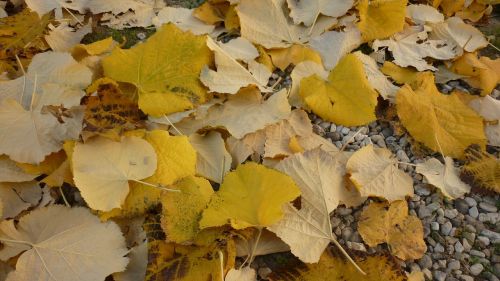 leaves autumn yellow