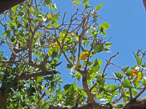 Leaves Against The Sky