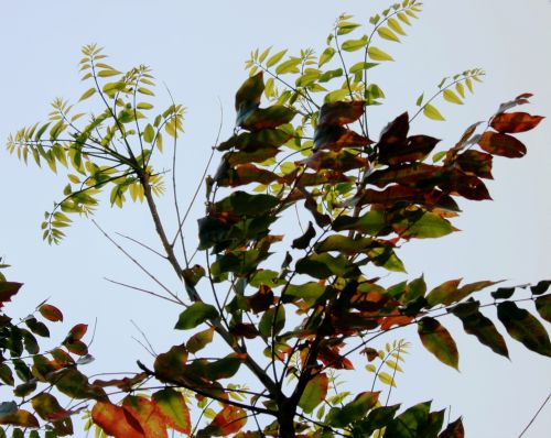 Leaves Against The Sky