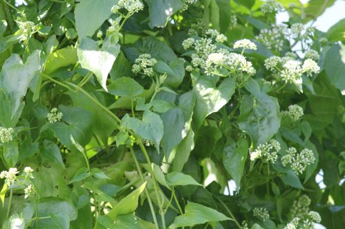 Leaves And Flower Background