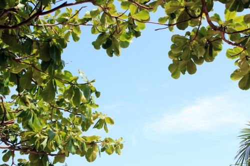 Leaves And Sky