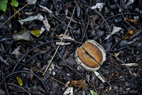 Leaves And Twigs