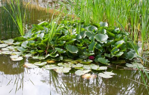 leaves aquatic plant nature