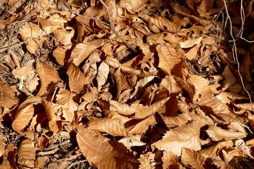 leaves autumn dry nature