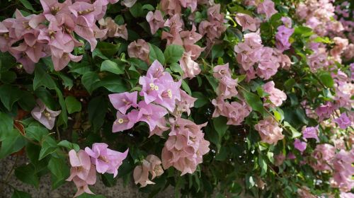 leaves flowers flower plant