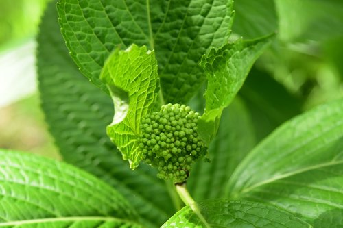 leaves hydrangeas  young shoot  flower in bloom