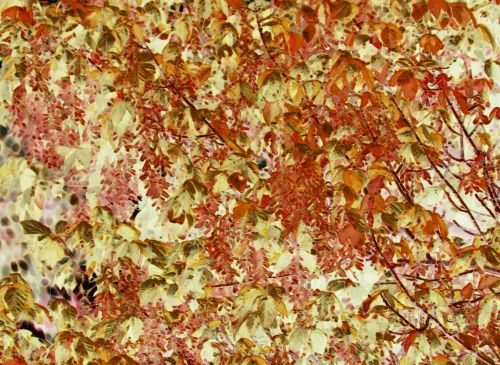 Leaves In Autumn Colours