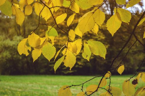 leaves in the autumn nature leaves