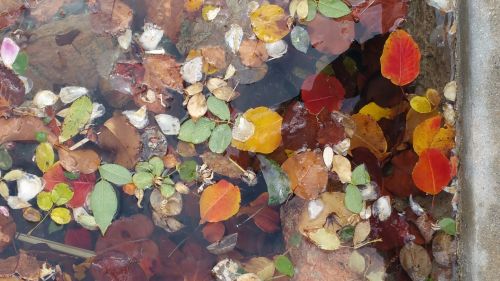 Leaves In Water