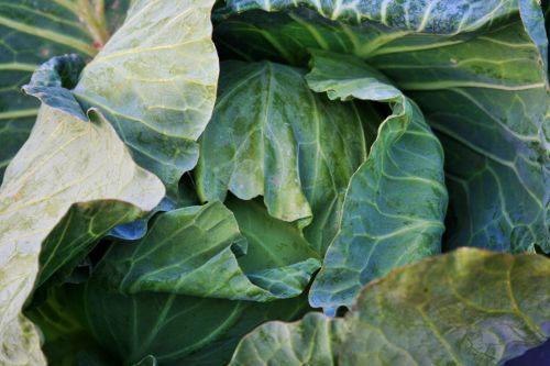 Leaves Of A Cabbage
