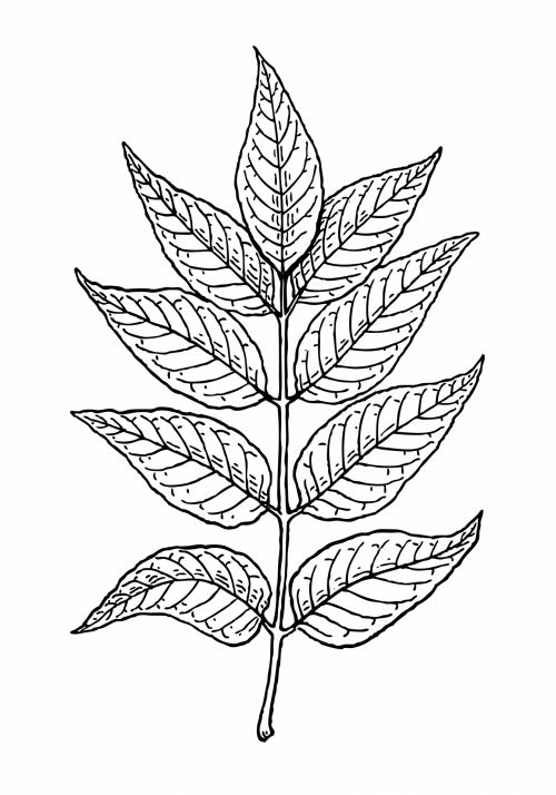 Leaves Of Ash Tree Clipart