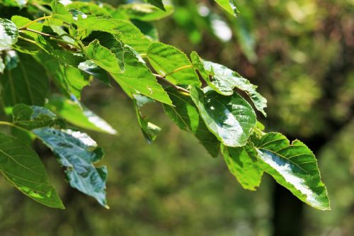 Leaves Of Mulberry Tree