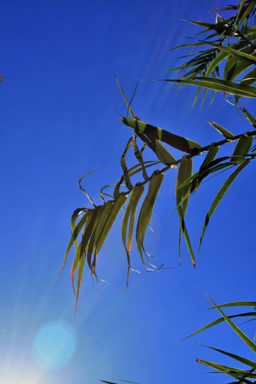 Leaves Of Reed In Sunlight