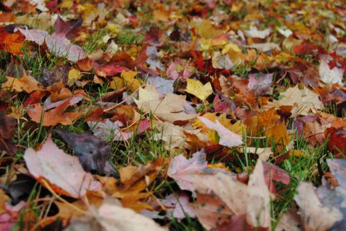 Leaves On The Ground