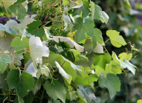 Leaves On The Vine