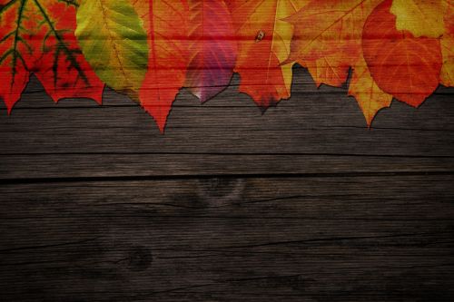 Leaves On Wood Background