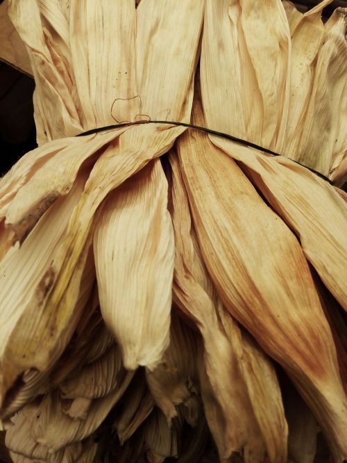leaves tamale maize field cob