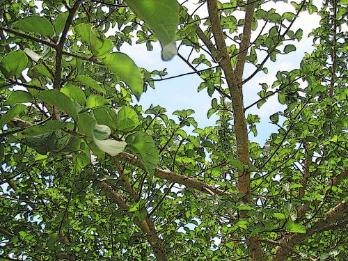 Leaves Up In Tree