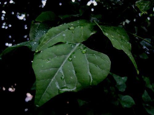 Leaves With Raindrops