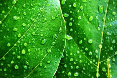 Leaves With Water Drops