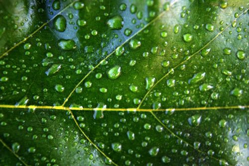 Leaves With Water Drops 3