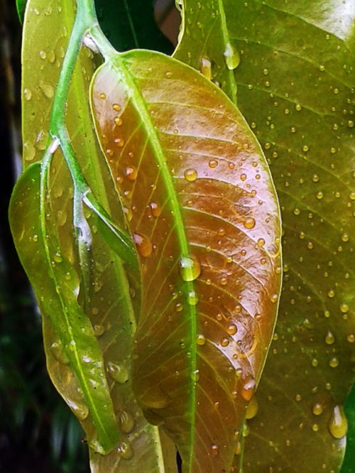 Leaves With Water Drops