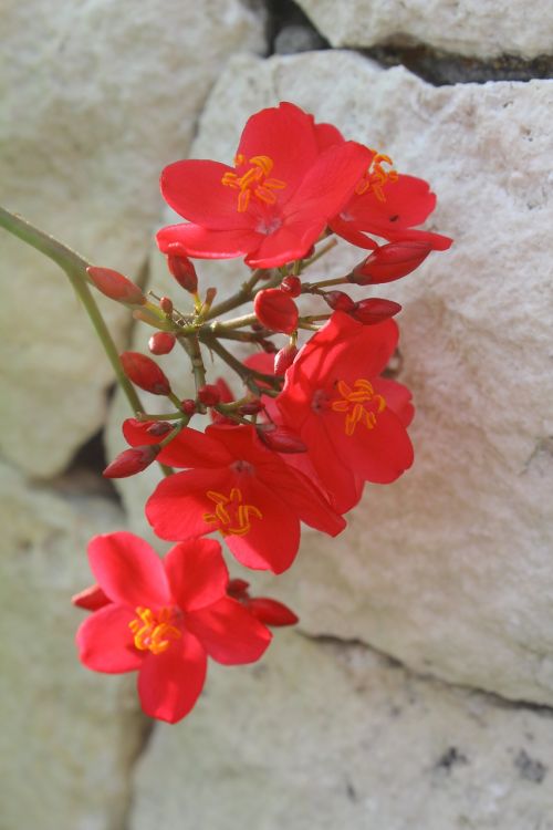 lebar cm island red flower flower