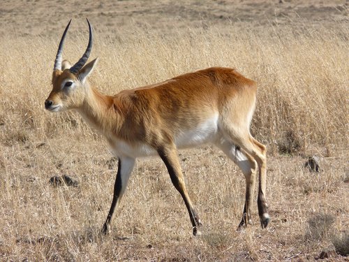 lechwe  lechwee  marsh antelope