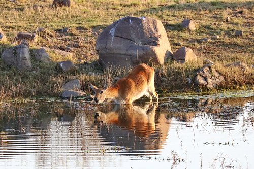 lechwe  marsh antelope  karfu