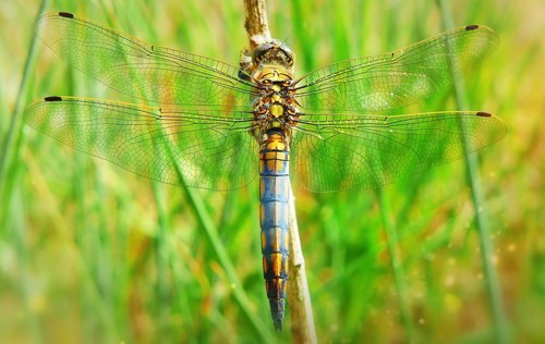 lecicha total  tom  dragonflies różnoskrzydłe