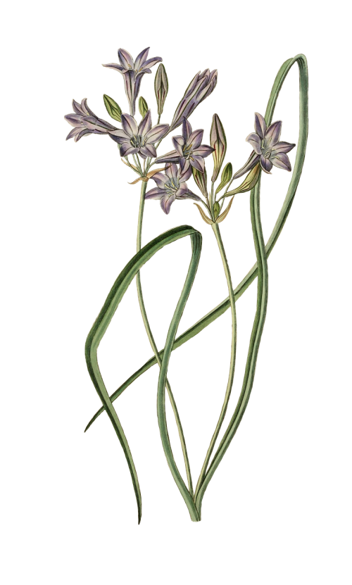 leek ornamental onion flower