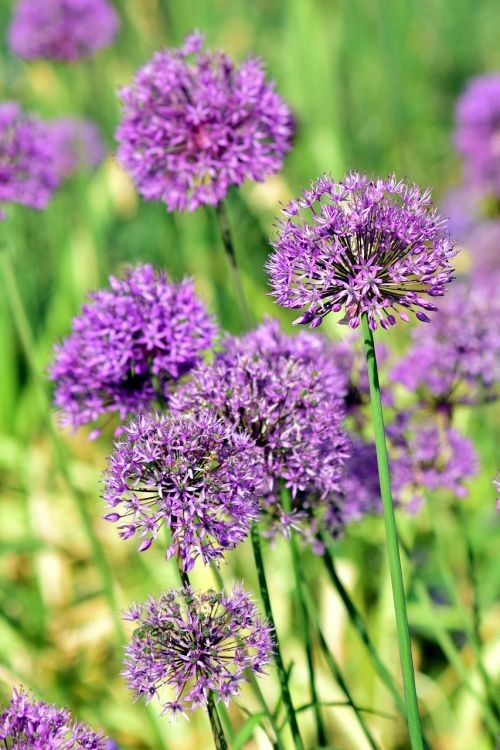 leek ornamental onion giant allium