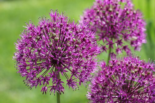 leek nature purple