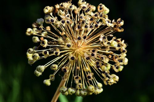 leek ornamental onion blossom