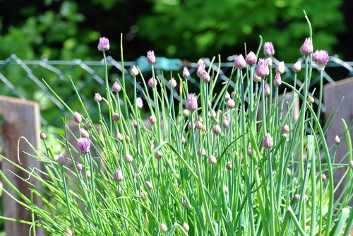 leek  nature  plant