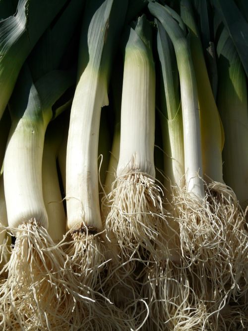 leek vegetables root