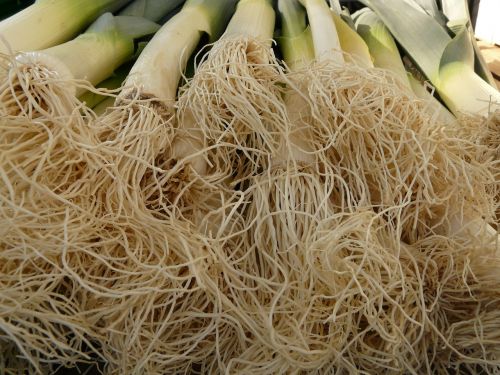 leek vegetables root