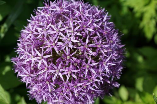 leek flower blossom