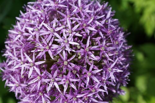 leek flower blossom