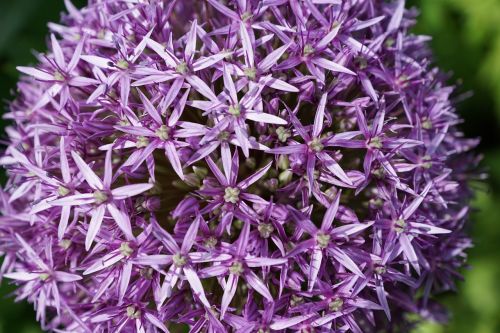 leek flower blossom