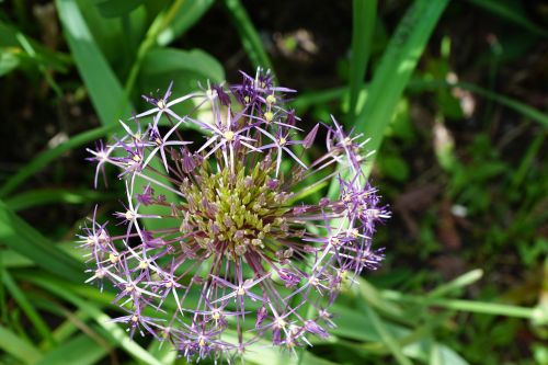 leek flower blossom