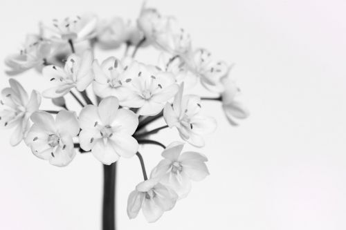 leek blossoms white white flowers