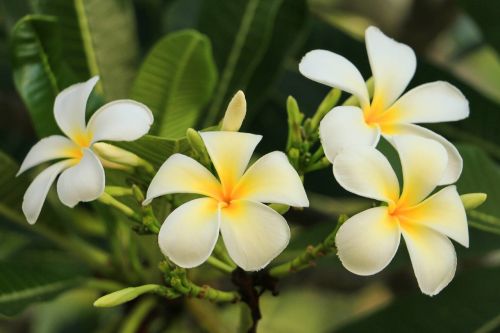 leelawadee nature white flowers