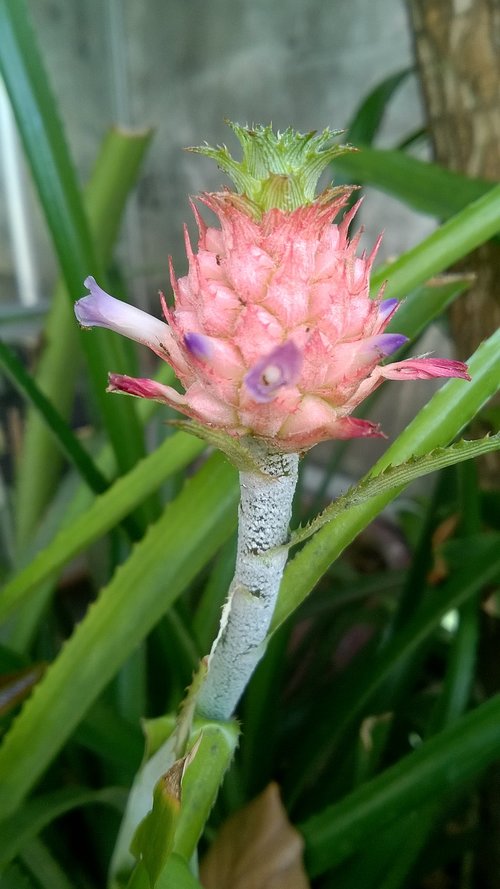 left  cluster  flower